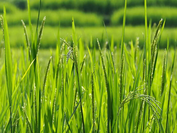 Semillas Arroz Tailandés Antes Cosecha Espigas Arroz Jazmín Tailandés — Foto de Stock