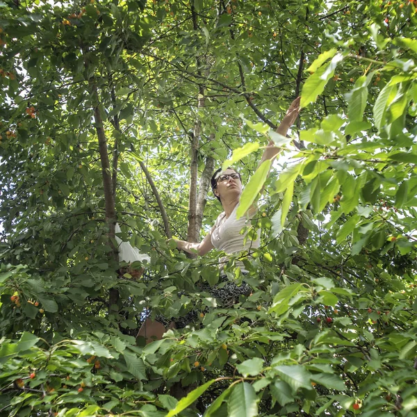 Žena Lezení Strom Sklizeň Třešní Zespodu — Stock fotografie