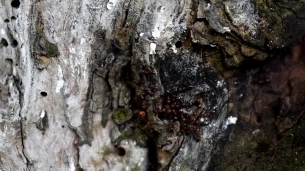 Fourmis sur l'écorce d'un arbre dans la forêt. gros plan 