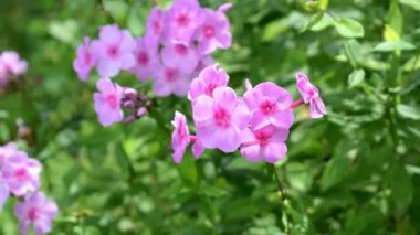 Sardunya çiçeği atış'nde günbatımı kapatın 