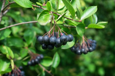 Aronia meyveleri ile dolu şube.