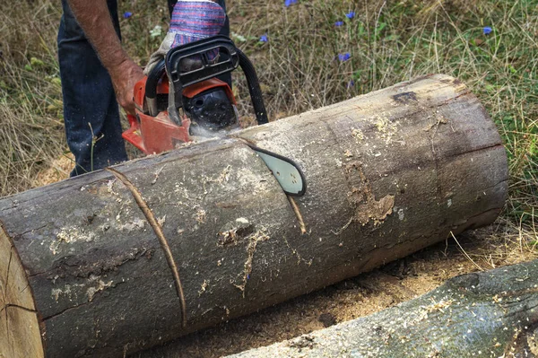 Chainsaw in action cutting wood. — Stock Photo, Image