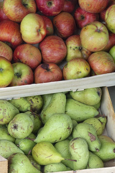Pêras e maçãs em caixa de madeira — Fotografia de Stock