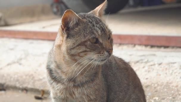 Gato Multicolor Lindo Sin Hogar Afuera — Vídeos de Stock