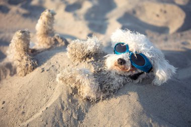 köpek dinlenmek ve zevk içinde belgili tanımlık kum plaj okyanus, yaz tatil tatil günlerinde gömülü
