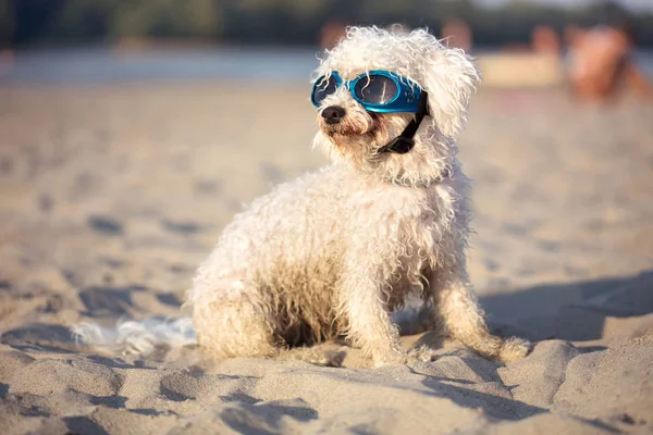 Pies Plaży Relaksujące Okulary — Zdjęcie stockowe