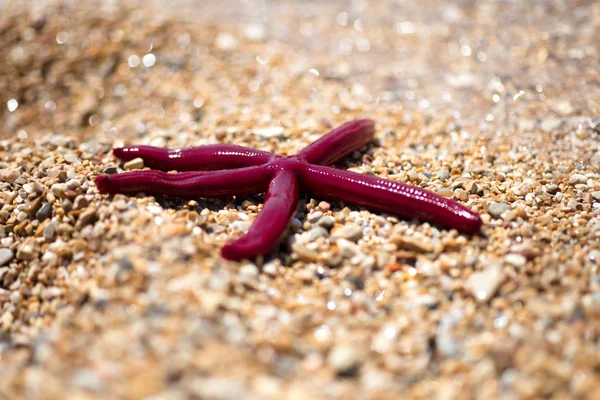 Summer Wallpaper Starfish Sand Beach Background — Stock Photo, Image