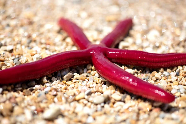 Summer Wallpaper Starfish Sand Beach Background — Stock Photo, Image