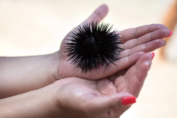 Sea Urchin Seaside Summer — Stock Photo, Image