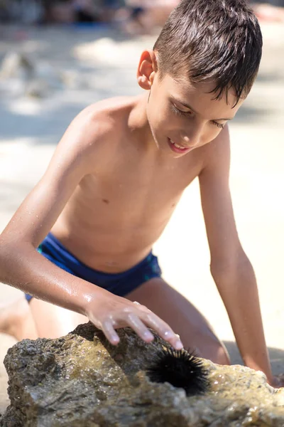 夏の海辺でウニ ロイヤリティフリーのストック写真