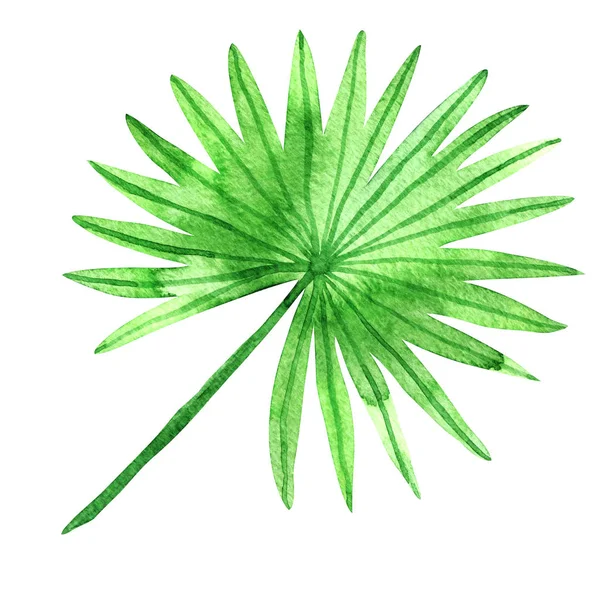 Akwarela tropikalne liście. Ręcznie malowane liść na białym tle — Zdjęcie stockowe