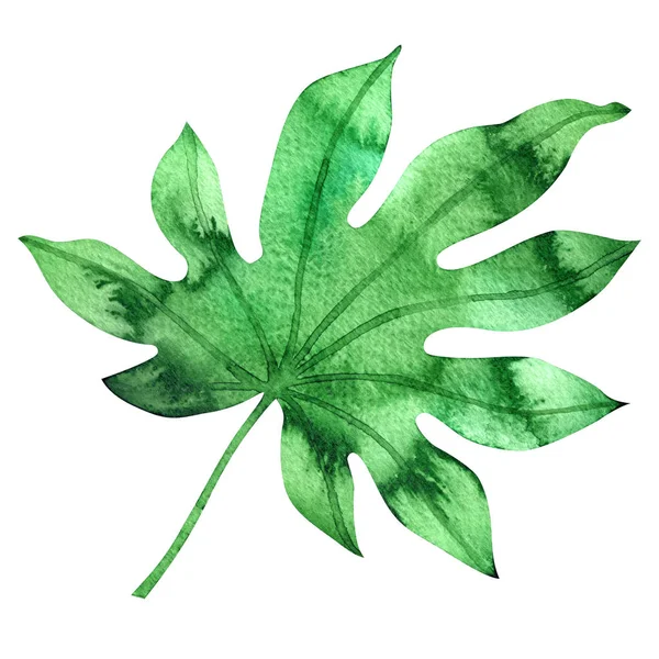 Acquerello foglie tropicali. foglia dipinta a mano isolata su bianco — Foto Stock
