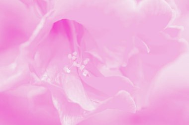 Yumuşak nazik makro çiçek arka plan. S bulanık sanatsal görüntü