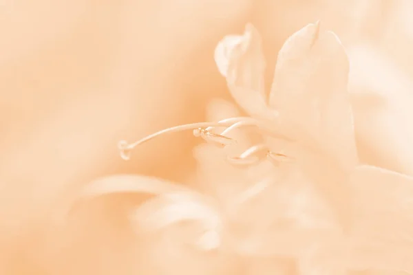 Soft gentle macro flower background. Blurred artistic image in s