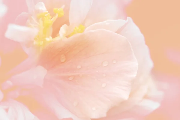 Soft gentle macro flower background. Blurred artistic image in s