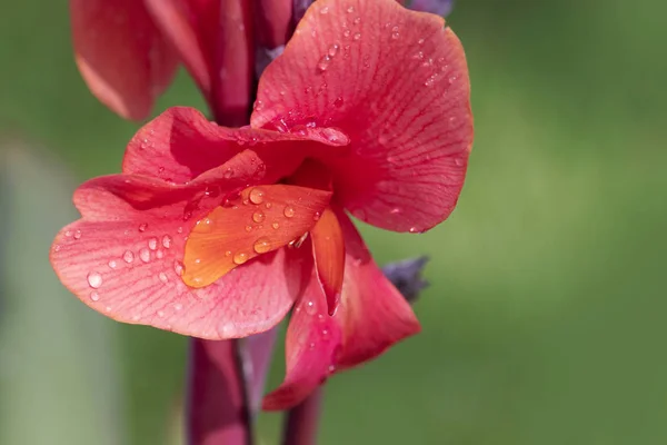 Beautiful Canna Lily macro photo. Pink tropical flowers backgrou — Stock Photo, Image