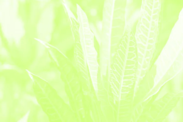부드러운 녹색 식물 단풍 배경입니다. 열대 식물 모노 크롬 i — 스톡 사진