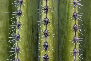 Kaktüs Kapat. Kaktüs uzun keskin dikenler Makro fotoğraf.