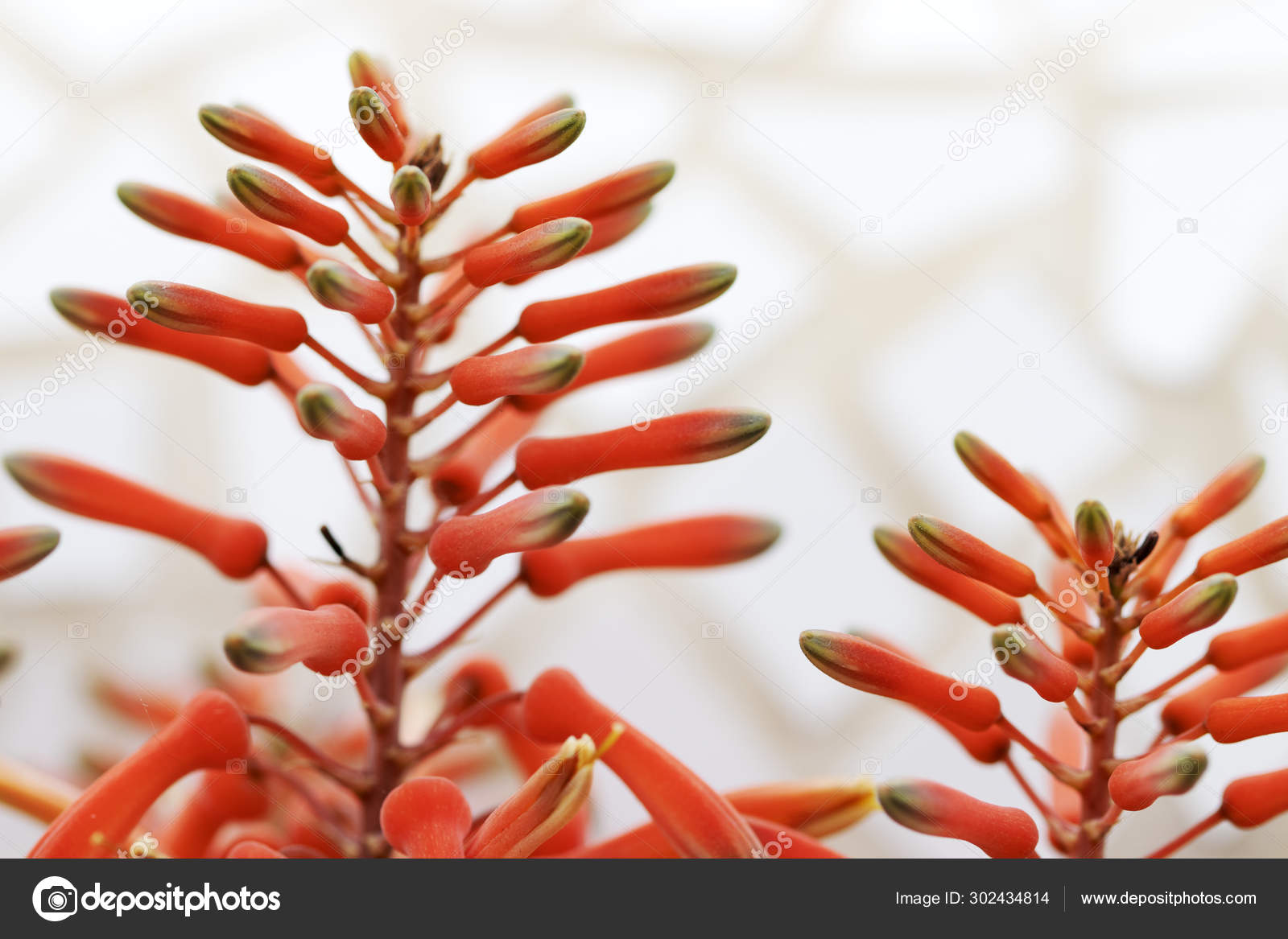 Flores de aloés vera. Bela foto macro de flor tropical vermelha . fotos,  imagens de © sonyara #302434814