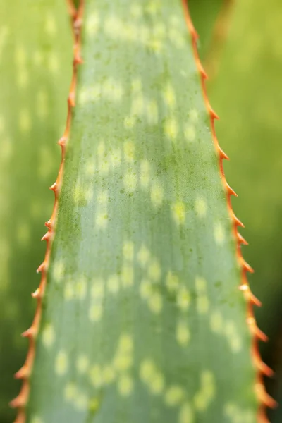 Image rapprochée des feuilles d'agave. Contexte exotique . — Photo