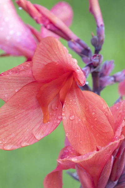 Beautiful Canna Lily macro photo. Pink tropical flowers backgrou — Stock Photo, Image