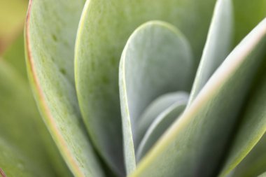 Sulu yumuşak odak makro görüntü. Yeşil bitki arka planı.