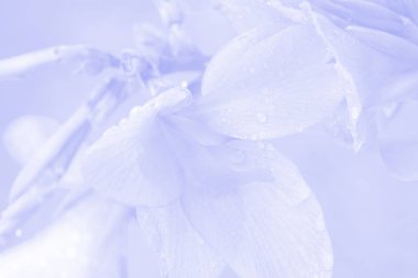 Yumuşak nazik makro çiçek arka plan. S bulanık sanatsal görüntü