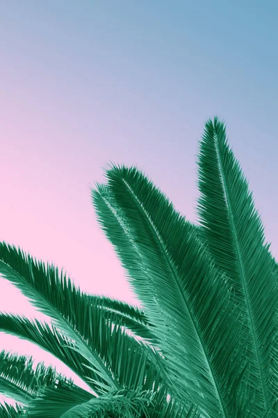 Pálmafák a trópusi tengerparton. Kortárs stilizált és színezése — Stock Fotó