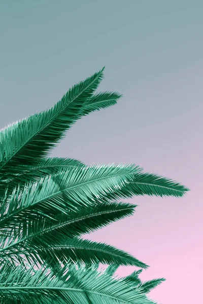 Pálmafák a trópusi tengerparton. Kortárs stilizált és színezése — Stock Fotó
