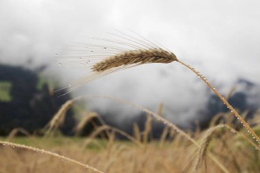 Su damlalarıyla çavdar kulağını kapat. Yağmurdan sonra buğday tarlası 
