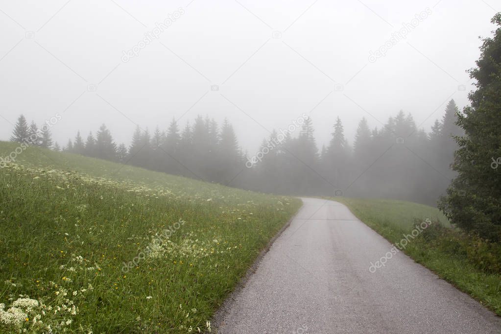 Misterious foggy road in Austrian cantry side. Woodland and mead