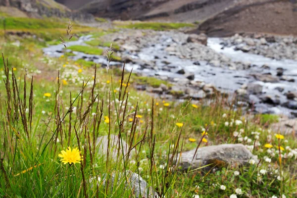 Valle Verde Islanda Erba Verde Fiori Campo Piccolo Bellissimo Fiume — Foto Stock