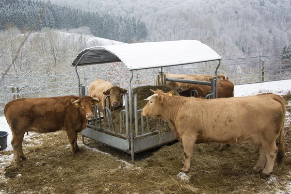 Cows feeding at a shed on a winter day in Bavaria, Germany