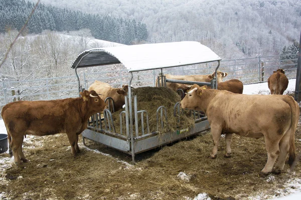 Коровы Кормятся Сарае Зимний День Баварии Германия — стоковое фото
