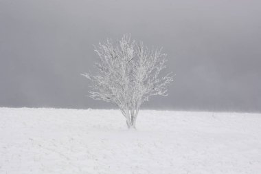 Bir kar kaplı ağaç soğuk bir kış gününde Bavaria, Almanya