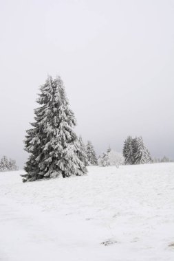 Bavaria, Almanya için kar ile yüklü bir ağaç