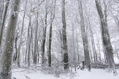 Ağaç gövdeleri ve dalları Bavaria, Almanya soğuk bir kış gününde karla kaplı