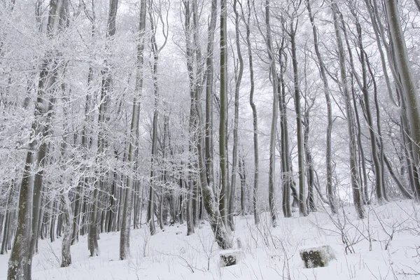 Trädstammar Och Grenar Täcks Snön Kall Vinterdag Bayern Tyskland Stockbild