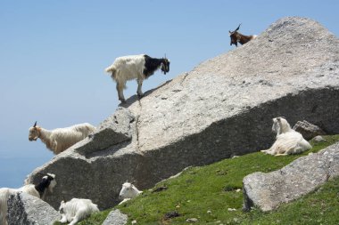 Hindistan'ın Dhauladhar Sıradağları'nın eteklerinde, Triund'da bir Kaya üzerinde dağ keçileri