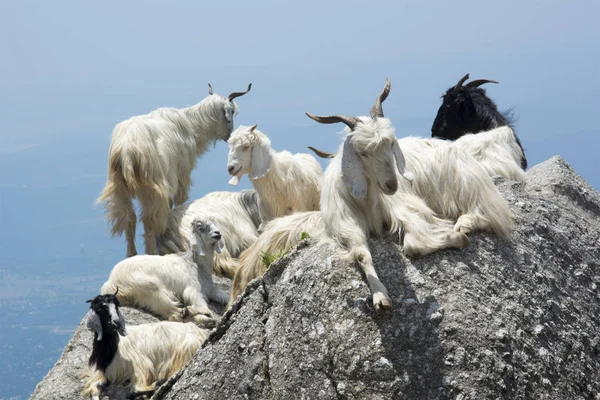 インドのドーラダール山脈のふもとの三角岩の上の山のヤギ — ストック写真