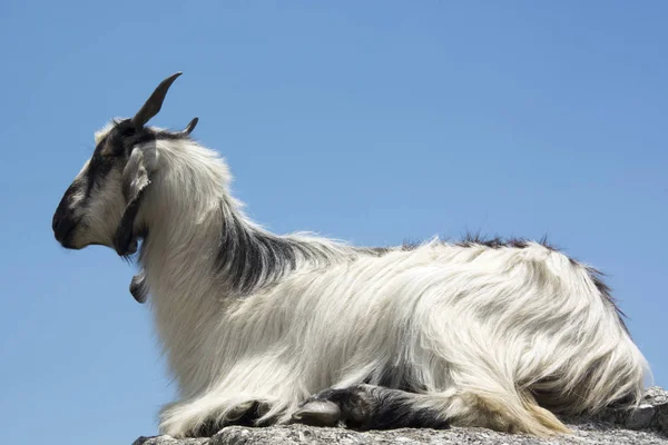 Mountain Goat Skale Triund Podnóża Dhauladhar Zakresy Indii — Zdjęcie stockowe