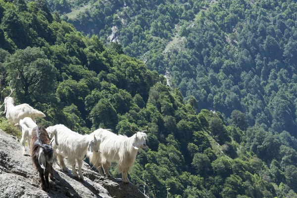 Cabras Montaña Cerca Triund Pie Las Cordilleras Dhauladhar India — Foto de Stock