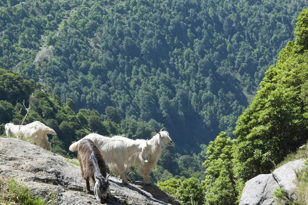 Cabras Montanha Perto Triund Sopé Cordilheira Dhauladhar Índia — Fotografia de Stock