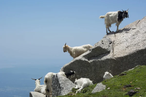 Chèvres Montagne Escalade Rochers Triund Pied Des Chaînes Dhauladhar Inde — Photo