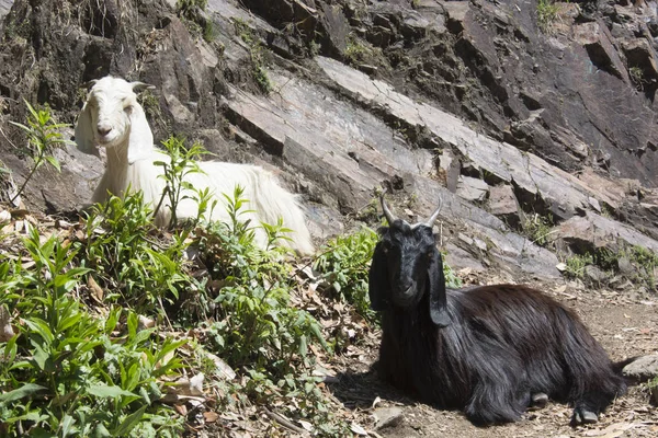 Cabras Montanha Perto Triund Sopé Cordilheira Dhauladhar Índia — Fotografia de Stock