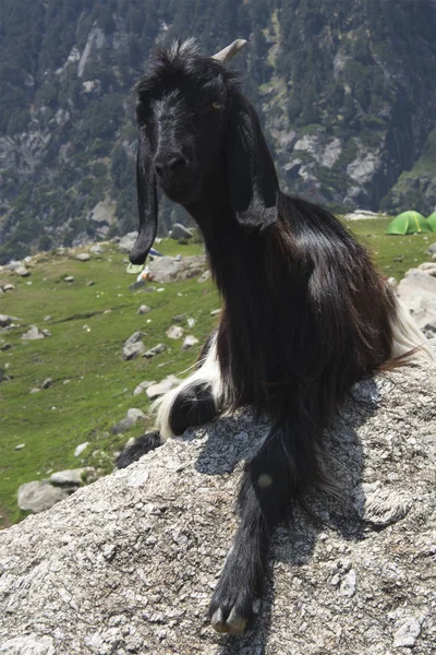 Une Chèvre Montagne Sur Rocher Triund Pied Des Chaînes Dhauladhar — Photo