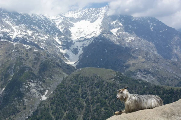 Una Cabra Montaña Una Roca Triund Pie Las Cordilleras Dhauladhar — Foto de Stock