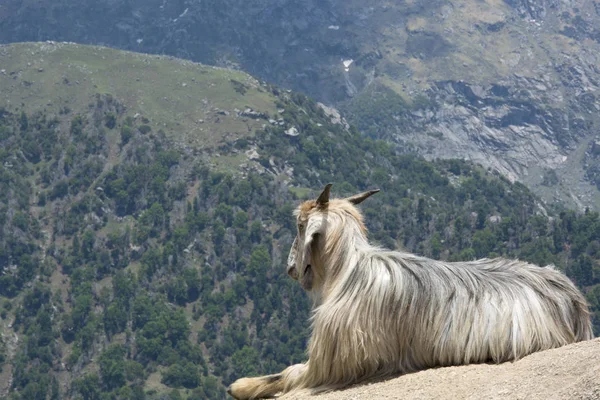 Una Cabra Montaña Una Roca Triund Pie Las Cordilleras Dhauladhar — Foto de Stock