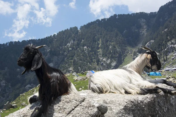 インドのドーラダール山脈のふもとの三角岩の上の山のヤギ — ストック写真