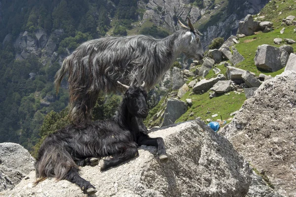 Cabras Montaña Una Roca Triund Pie Las Cordilleras Dhauladhar India — Foto de Stock